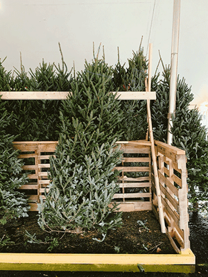 Christmas Tree Farm