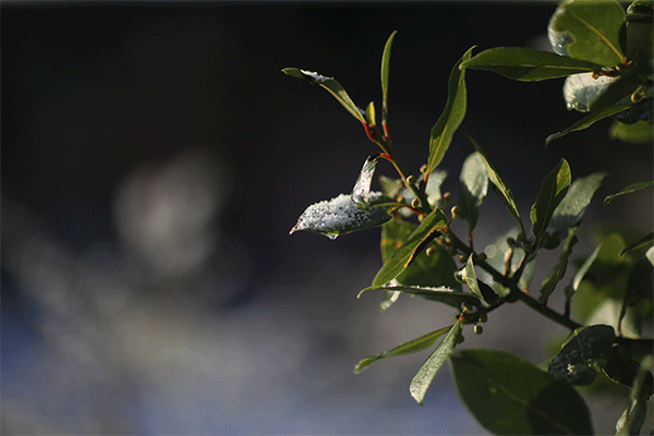 Spring Thaw