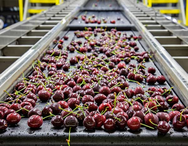 cherries on a conveyor belt