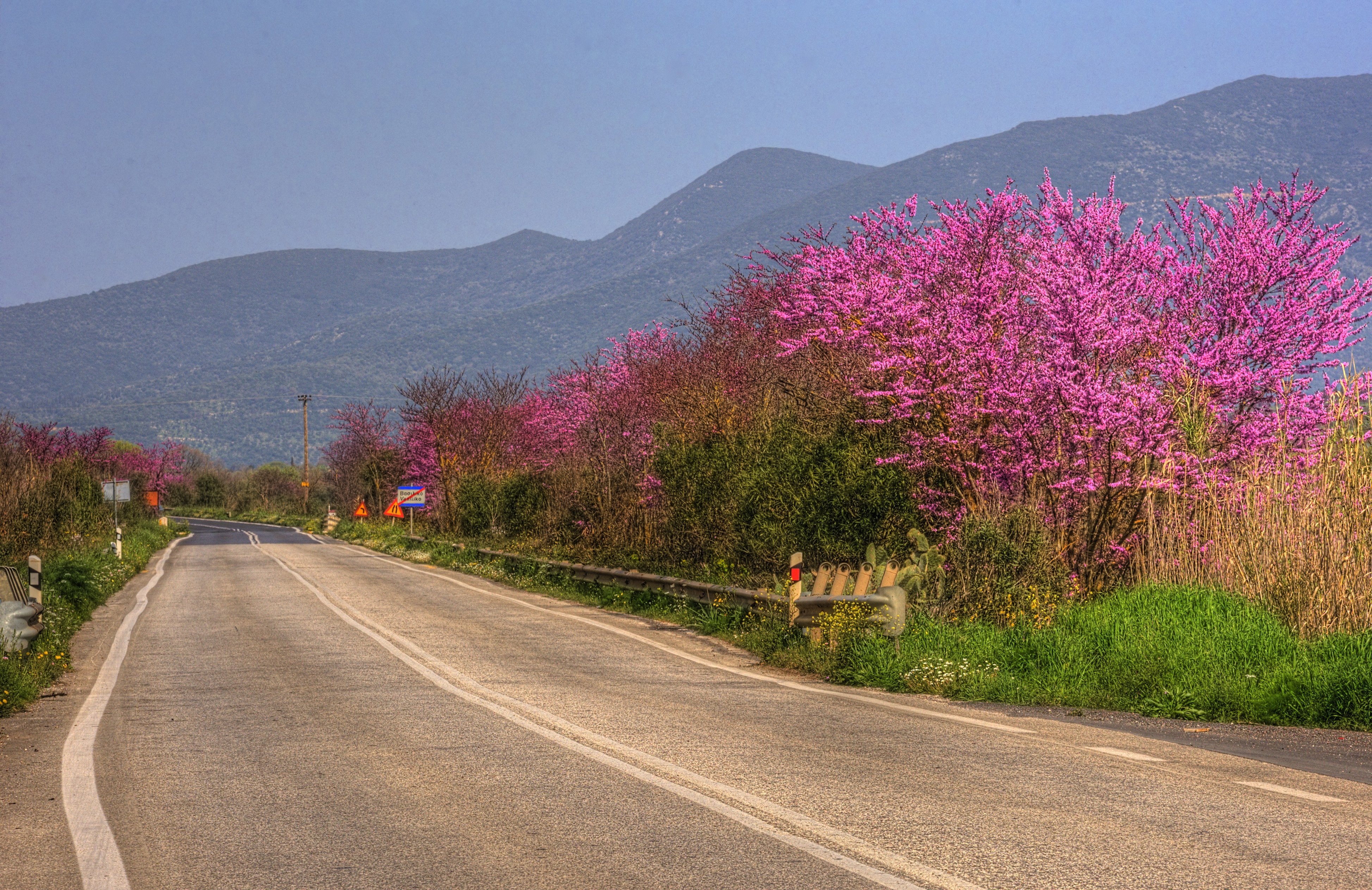 A paved road in spring